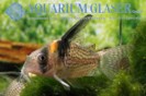 Cory sp. Orinoco river — 5